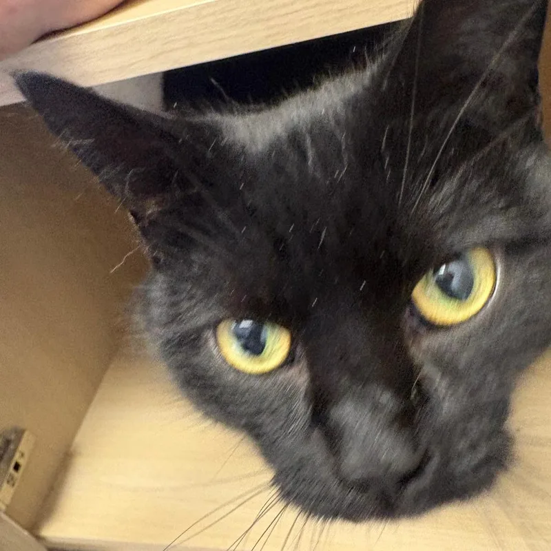 Baby Cat thumbnail 2