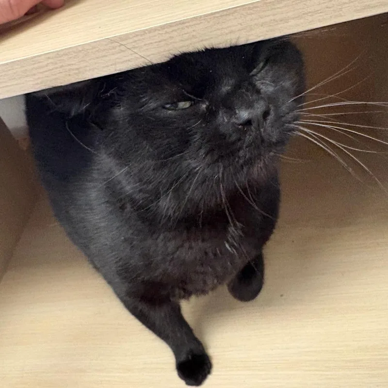 Baby Cat thumbnail 3