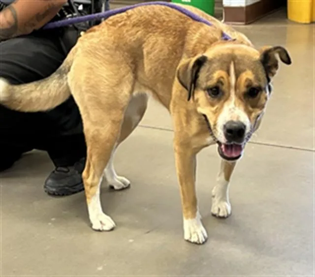 An adult large-sized female Black Mouth Cur dog named Tres Leches for adoption in Phoenix, AZ