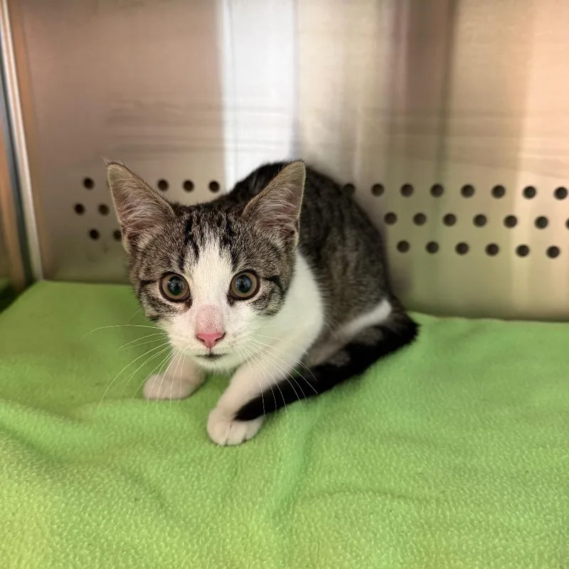 A baby small-sized male Domestic Short Hair cat named Hopper for adoption in Norman, OK