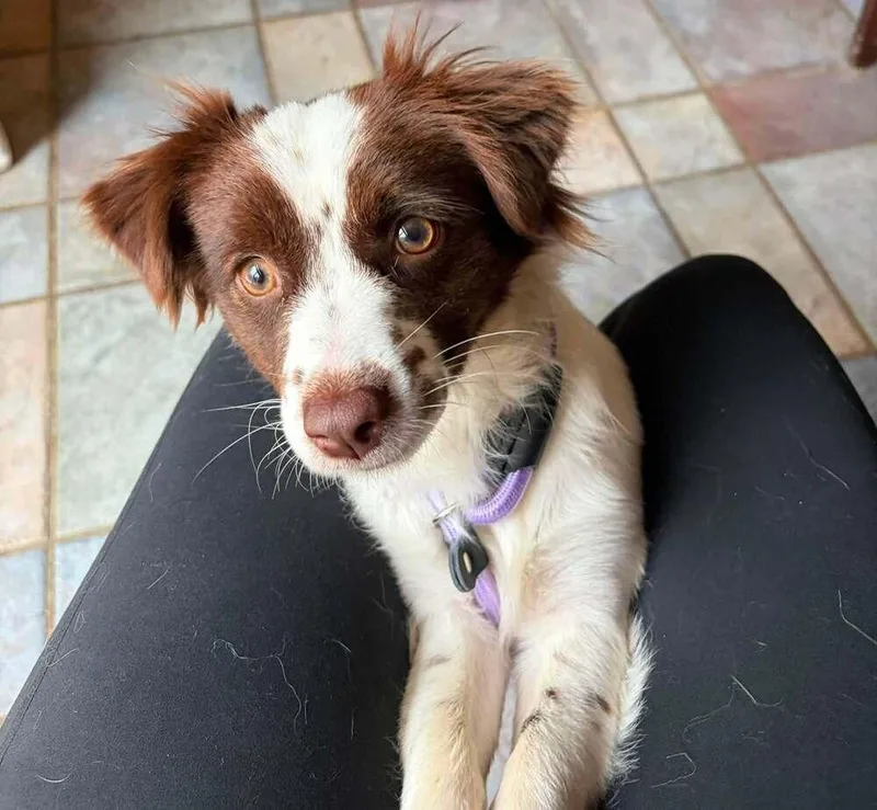 A baby small-sized female Spaniel dog named Hazel for adoption in Parker, CO