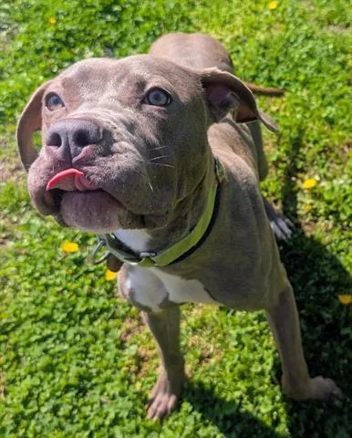 A young medium-sized female Pit Bull Terrier dog named Chardonnay for adoption in Akron, OH