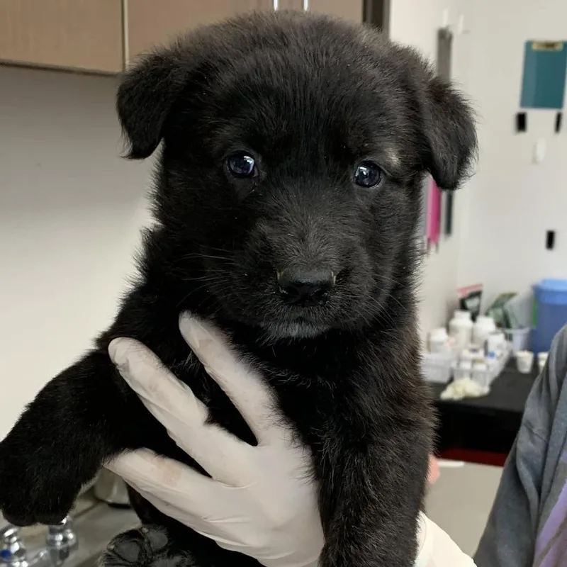 A baby small-sized male Black Shepherd dog named Billy for adoption in Cleveland, MS