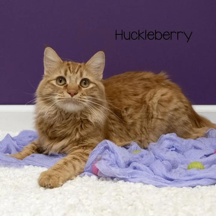 Huckleberry thumbnail 5