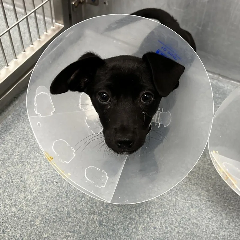 A baby small-sized male Black Chihuahua dog named Cash for adoption in Chesapeake, VA