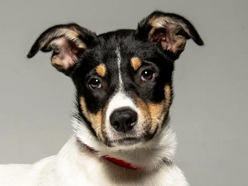 A baby medium-sized female Tricolor (Brown, Black, & White) McNab dog named Arwyn for adoption in Cookeville, TN