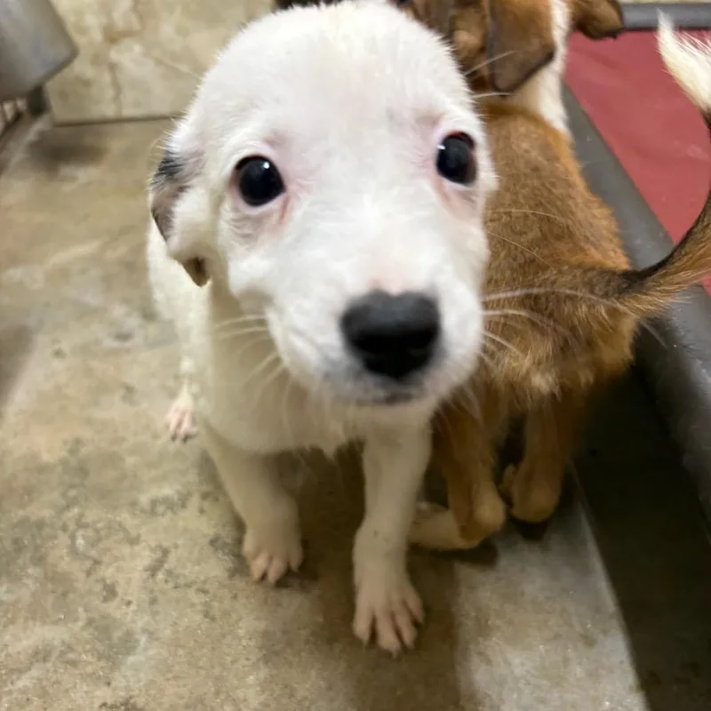 A baby medium-sized female Red / Chestnut / Orange Australian Shepherd dog named Lillian for adoption in Austin, TX