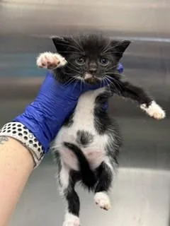 A baby small-sized male Domestic Short Hair cat named Charlie for adoption in Miami, FL