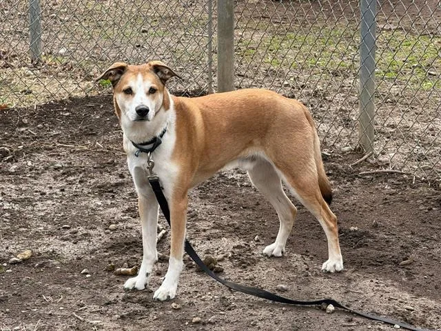 An adult large-sized male Siberian Husky dog named Churro for adoption in Omaha, NE