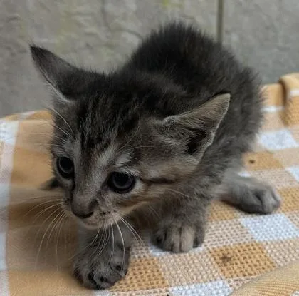 A baby small-sized female Domestic Short Hair cat named Jojo Bug for adoption in Honolulu, HI