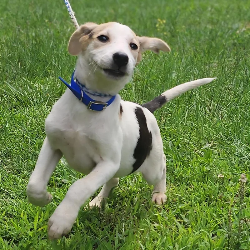 A baby small-sized female White / Cream Coonhound dog named Bertha for adoption in Centerville, TN