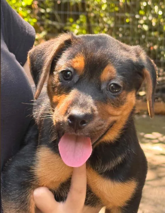 A baby medium-sized female Black Mixed Breed dog named Chrissy for adoption in Eutawville, SC