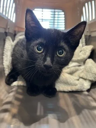 A baby small-sized male Domestic Short Hair cat named Cosmic Brownie for adoption in Fishers, IN