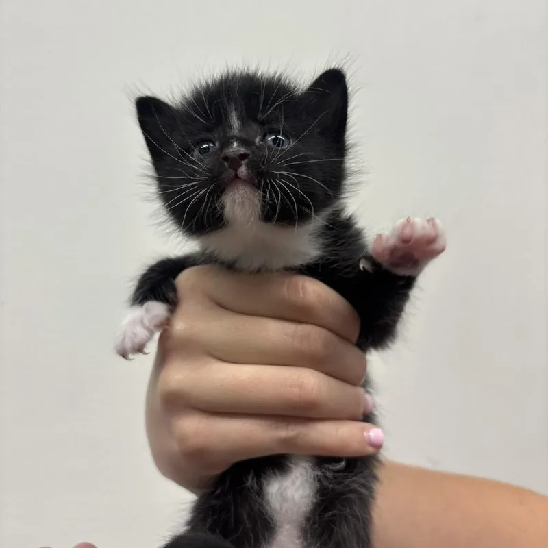 A baby small-sized female Black Domestic Short Hair cat named Jamie for adoption in Tampa, FL