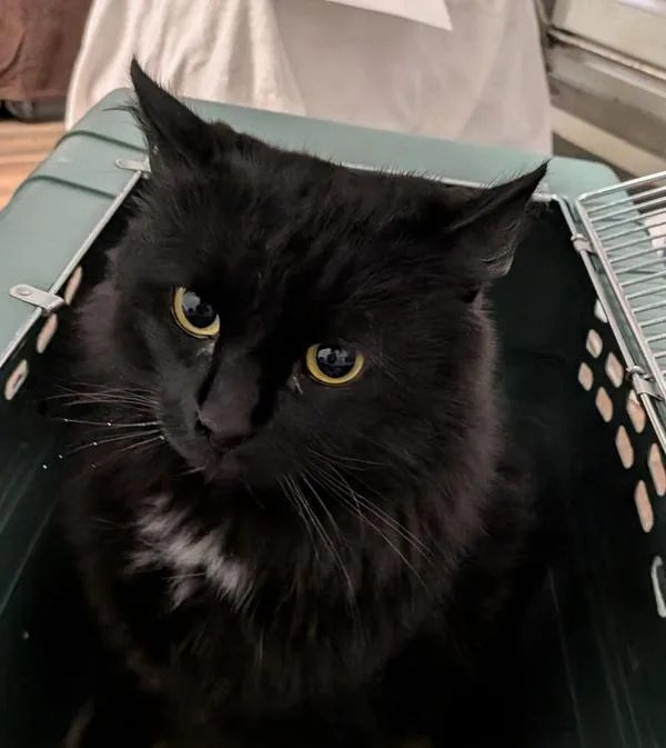 An adult large-sized male Domestic Long Hair cat named Caboose for adoption in Oceanside, CA