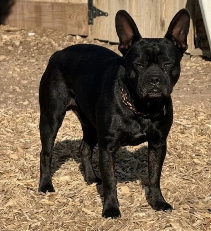 An adult medium-sized female French Bulldog dog named Chapo for adoption in Windsor, CO