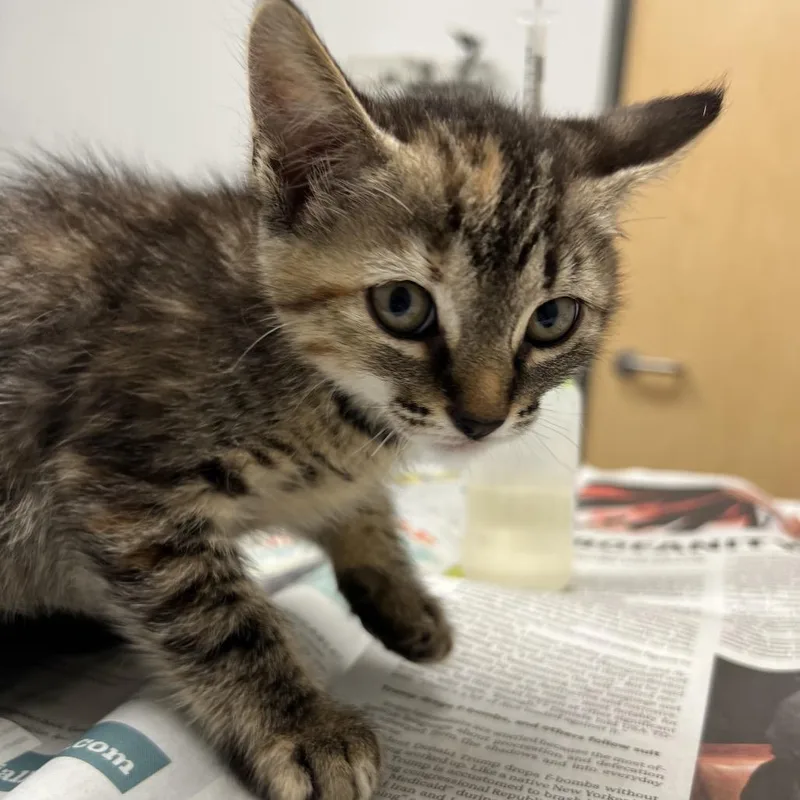 A baby small-sized female Tortoiseshell Domestic Short Hair cat named Dionne for adoption in Jacksonville, FL