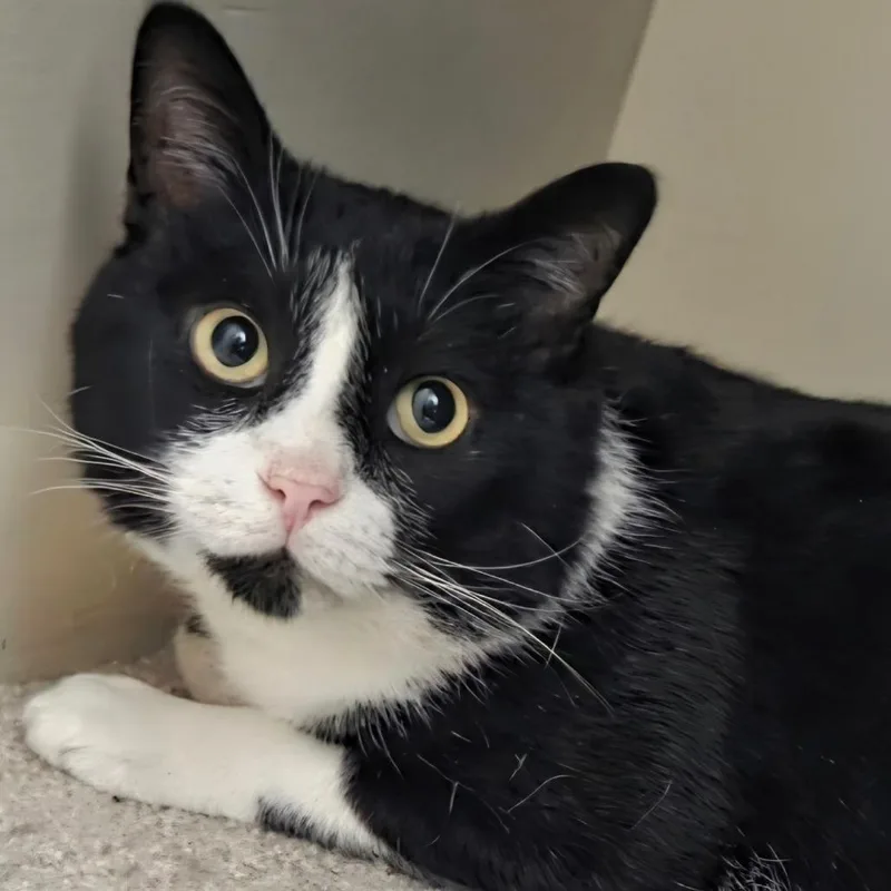 An adult large-sized male Domestic Short Hair cat named Oreo Cookie for adoption in Cumming, GA