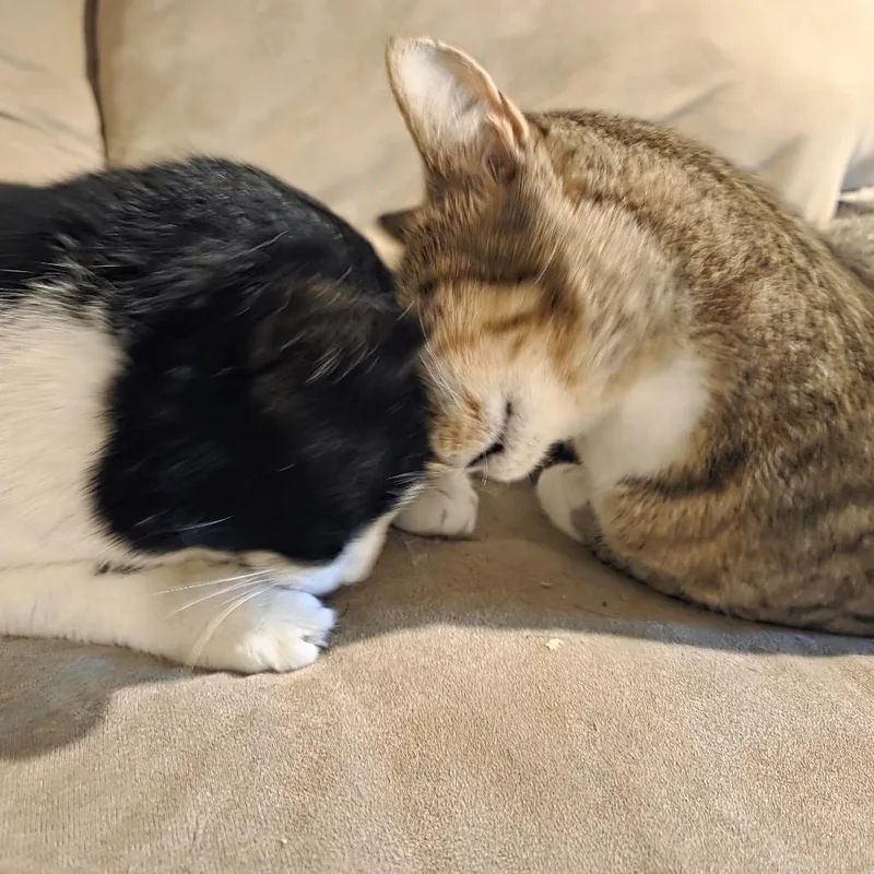 Oreo Cookie thumbnail 2