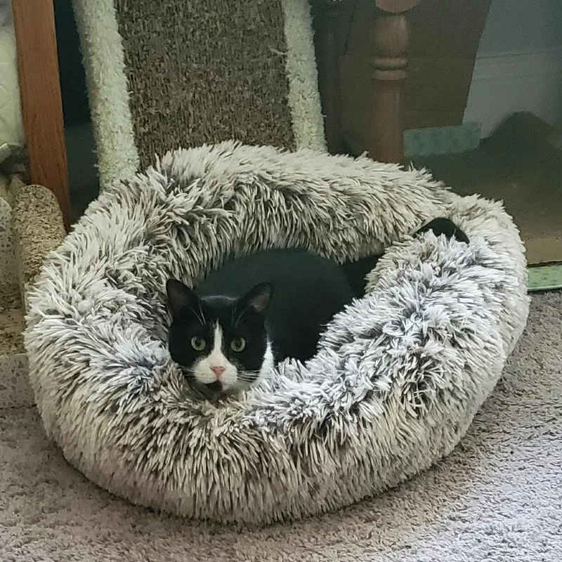 Oreo Cookie thumbnail 3