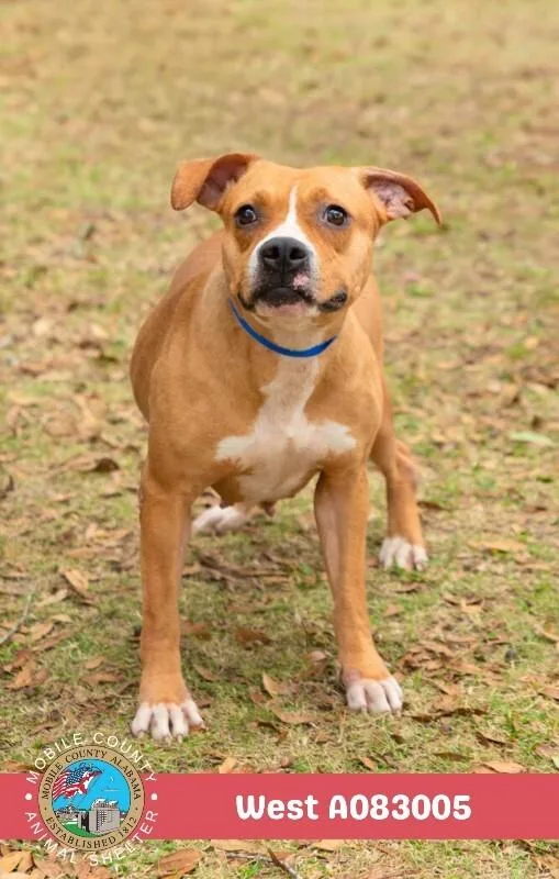An adult medium-sized female White / Cream American Bulldog dog named West for adoption in Mobile, AL