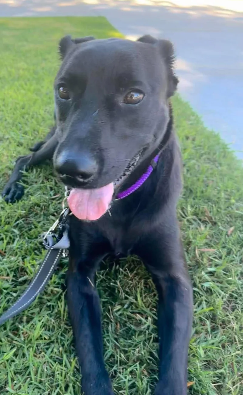 A young medium-sized male Labrador Retriever dog named Bayloo for adoption in San Diego, CA