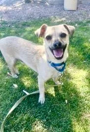 An adult small-sized male Yellow / Tan / Blond / Fawn Chiweenie dog named Riggs for adoption in Gilbert, AZ