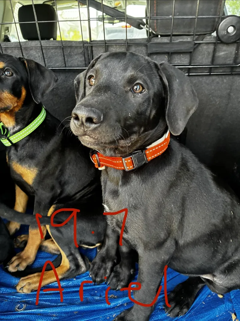 A baby medium-sized female Doberman Pinscher dog named Ariel for adoption in Phoenix, AZ
