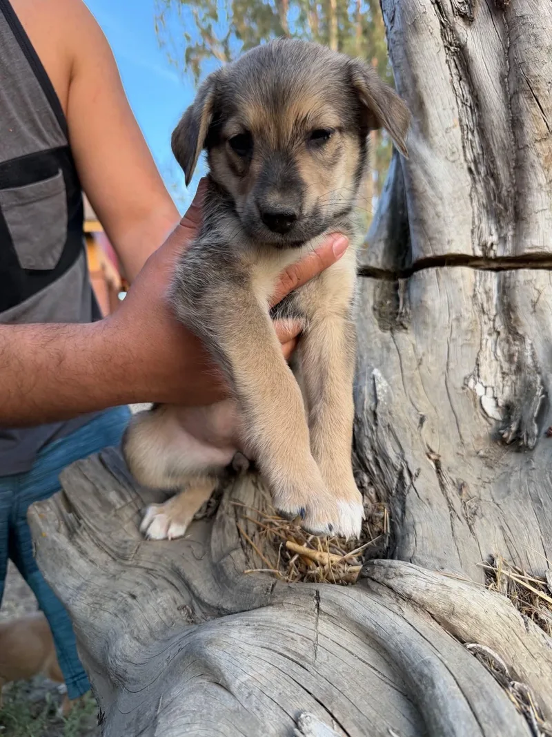 A baby medium-sized female Yellow / Tan / Blond / Fawn German Shepherd Dog named Toodles for adoption in Beavercreek, OR
