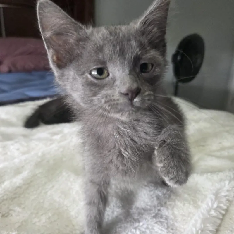 A baby medium-sized male Gray / Blue / Silver Domestic Short Hair cat named Quade for adoption in Loveland, CO