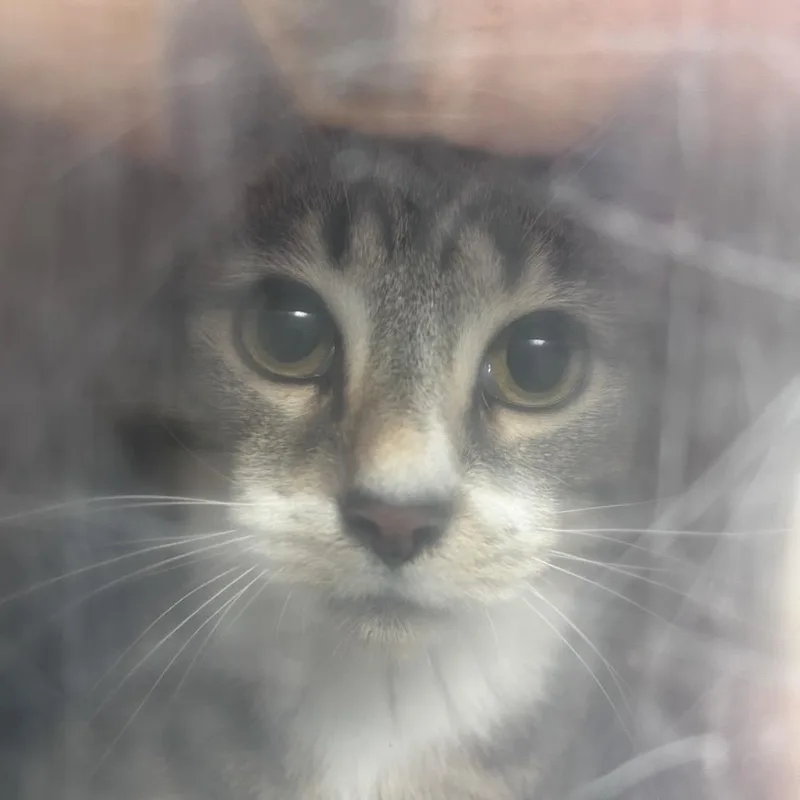 A young small-sized male Gray / Blue / Silver Domestic Short Hair cat named Soup Dumpling for adoption in Philadelphia, PA