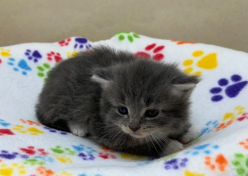 A baby small-sized male Domestic Short Hair cat named Shiloh for adoption in Washington Court House, OH