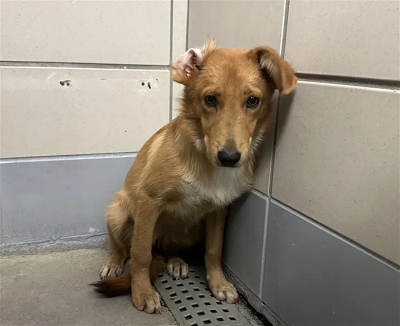 A young medium-sized female German Shepherd Dog dog named Yuca for adoption in Houston, TX