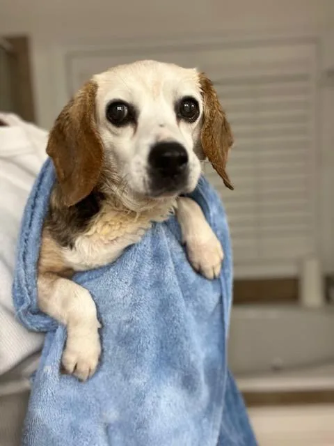 A senior small-sized female Tricolor (Brown, Black, & White) Beagle dog named Hope for adoption in Williamsburg, VA