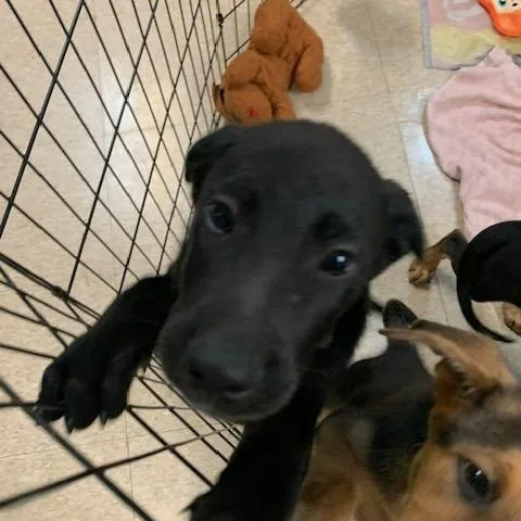 Lab Pups
