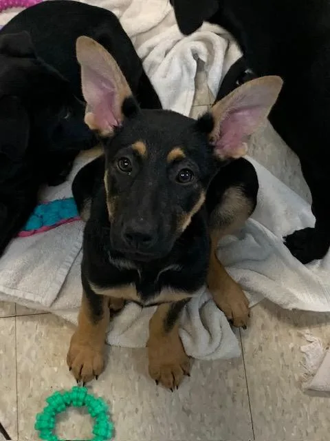 Lab Pups thumbnail 2