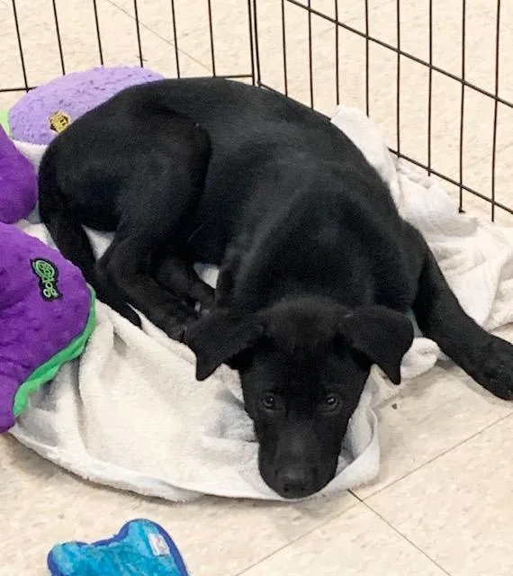 Lab Pups thumbnail 3