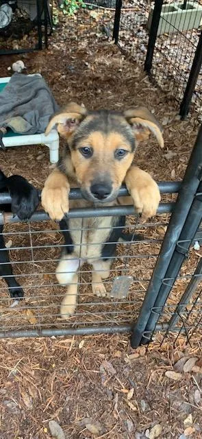 Lab Pups thumbnail 4