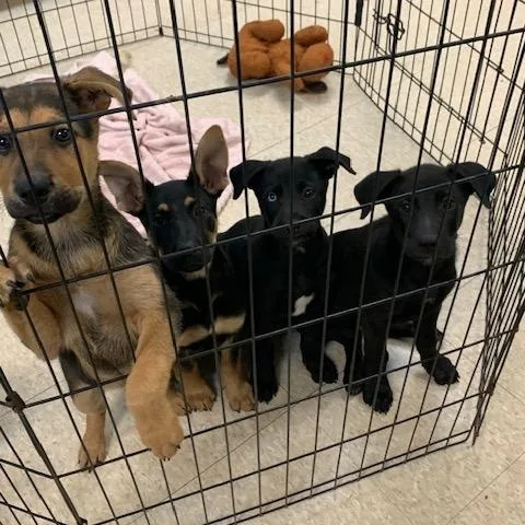 Lab Pups thumbnail 5