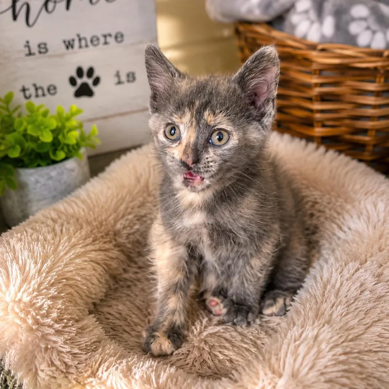 A baby small-sized female Lilac Point Domestic Medium Hair cat named Screech for adoption in Eufaula, AL
