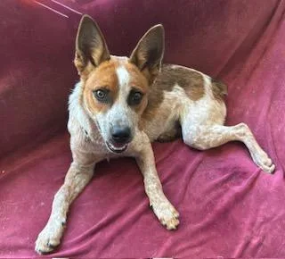 A young medium-sized male Red / Chestnut / Orange Australian Cattle Dog / Blue Heeler dog named Minion for adoption in Poway, CA
