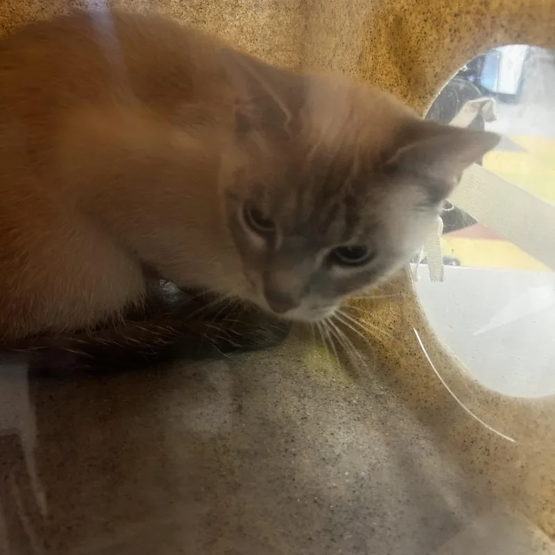 A young medium-sized female White Domestic Short Hair cat named Sagwa for adoption in Philadelphia, PA