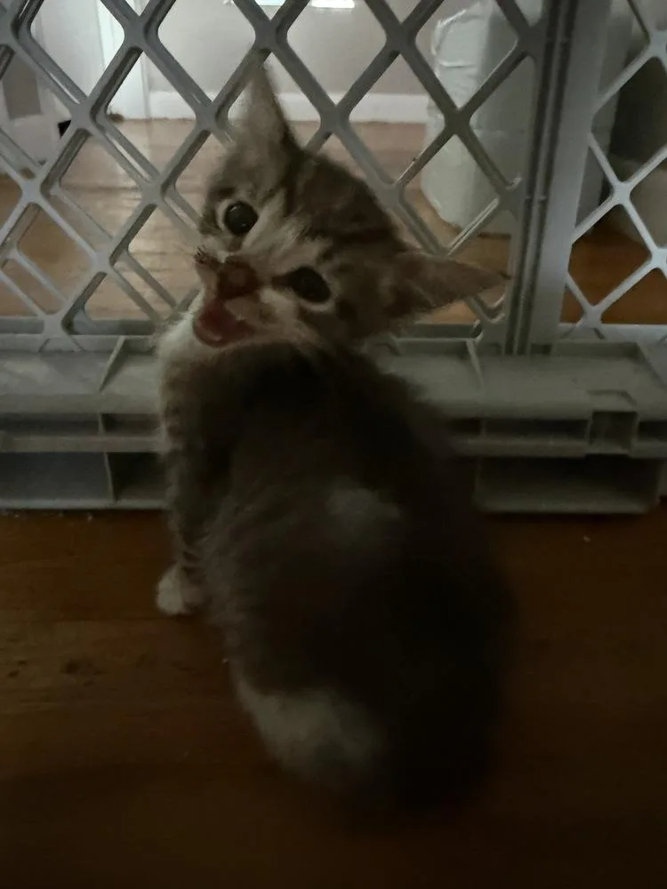 A baby medium-sized male Gray & White Domestic Short Hair cat named Shiny for adoption in Clinton Township, MI