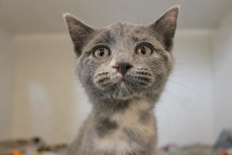 A baby medium-sized female Dilute Tortoiseshell Domestic Short Hair cat named Drat for adoption in Chestertown, MD