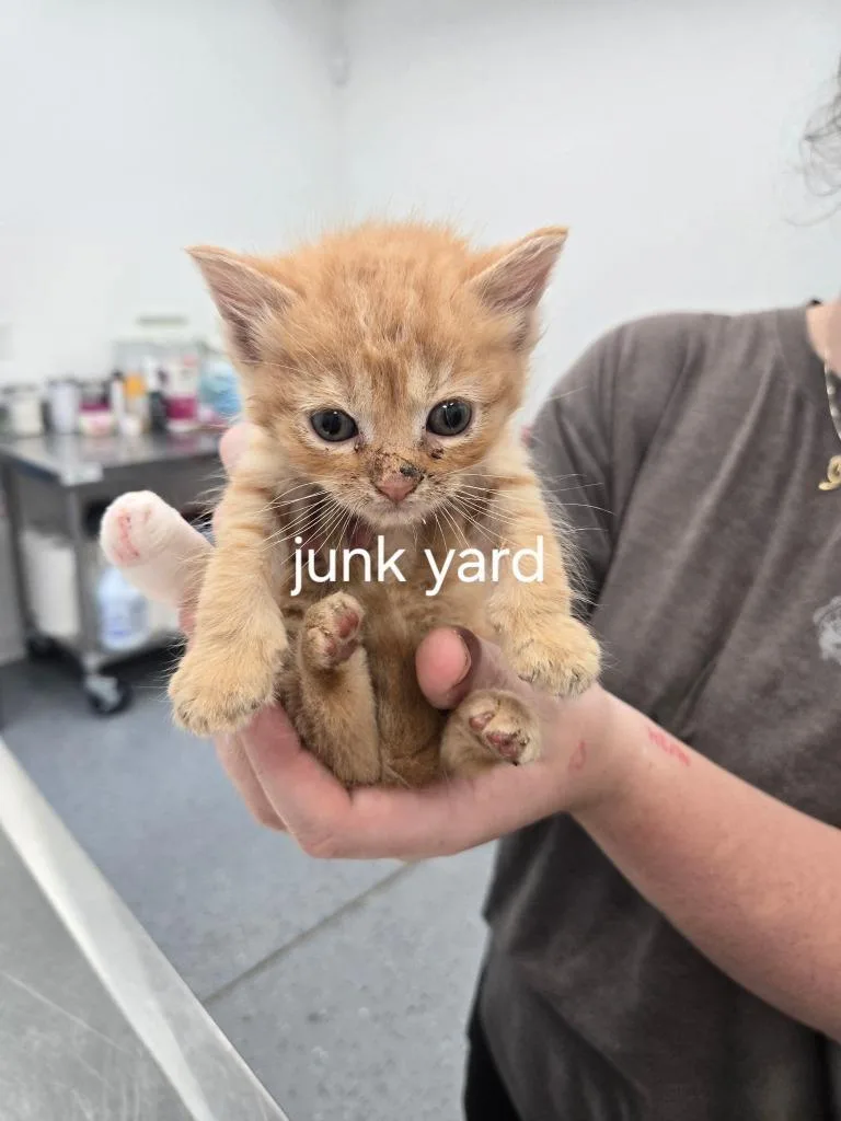 Junk Yard