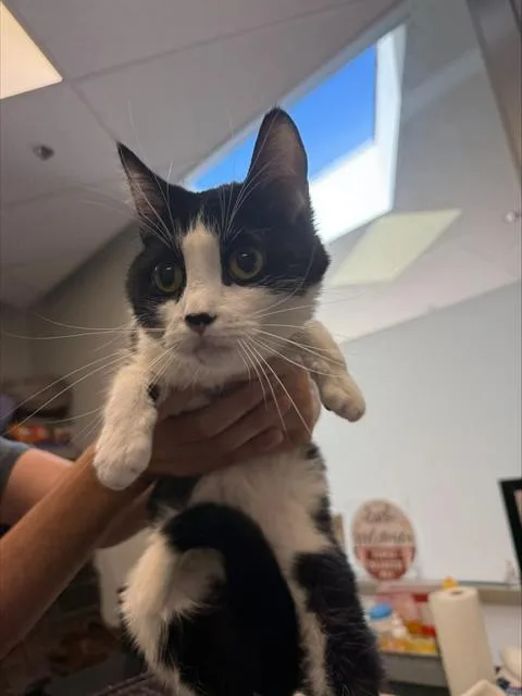 A young small-sized female Domestic Short Hair cat named Crow for adoption in Tucson, AZ