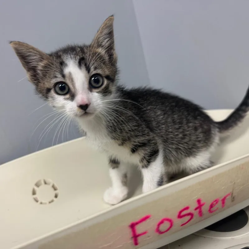 A baby small-sized female White Domestic Short Hair cat named Matcha for adoption in Columbus, GA