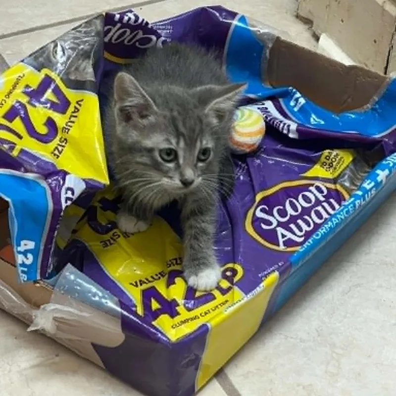 A baby small-sized female Gray / Blue / Silver Domestic Short Hair cat named Zip for adoption in Bastrop, TX