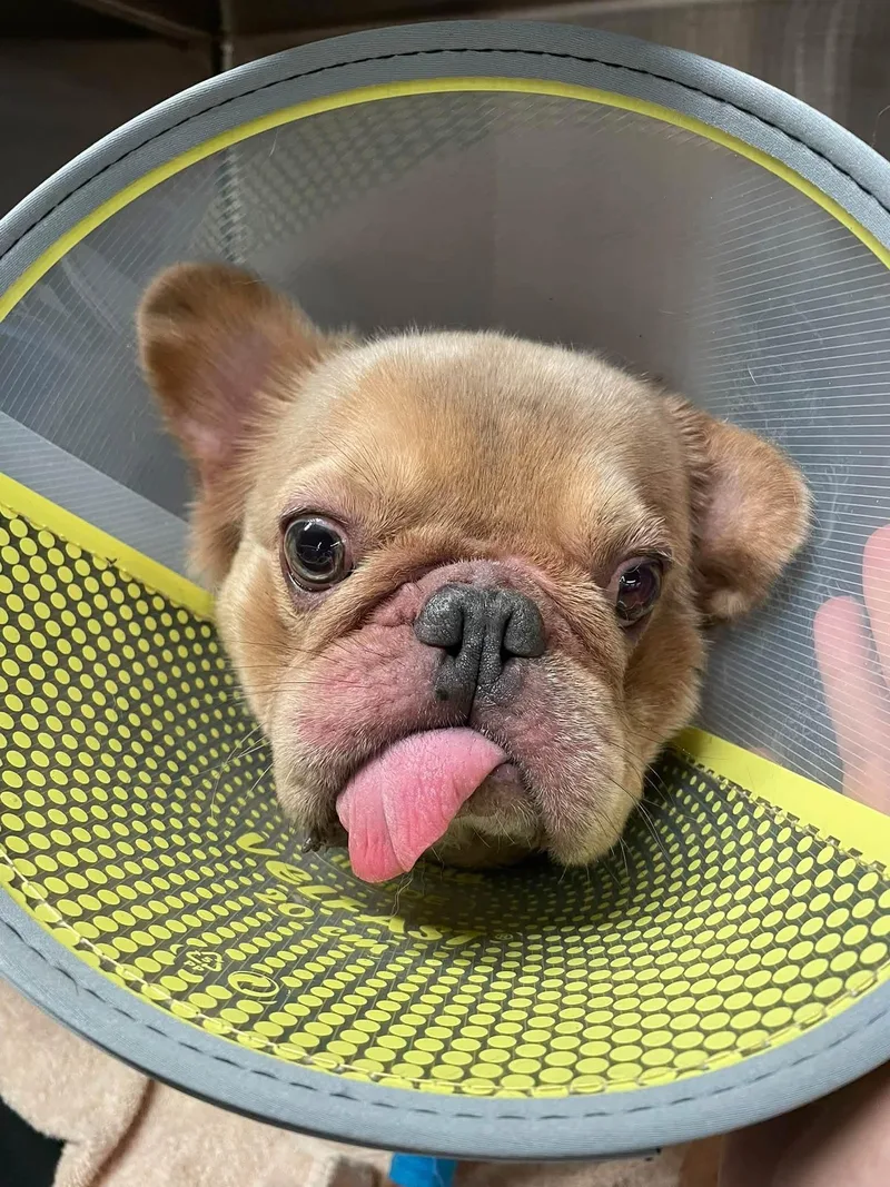 An adult medium-sized male French Bulldog dog named Cloudie for adoption in PALM BAY, FL
