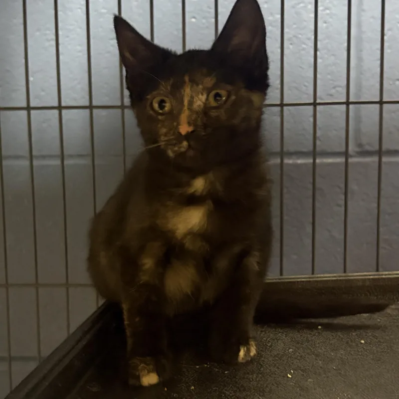 A baby medium-sized female Black Domestic Short Hair cat named Ferrari for adoption in Charleston, SC